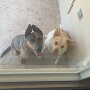 Meet your Posher, Shelley